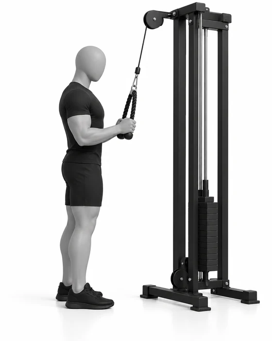 Triceps rope pushdown, start: elbows tucked, hands holding the rope at chest height.
